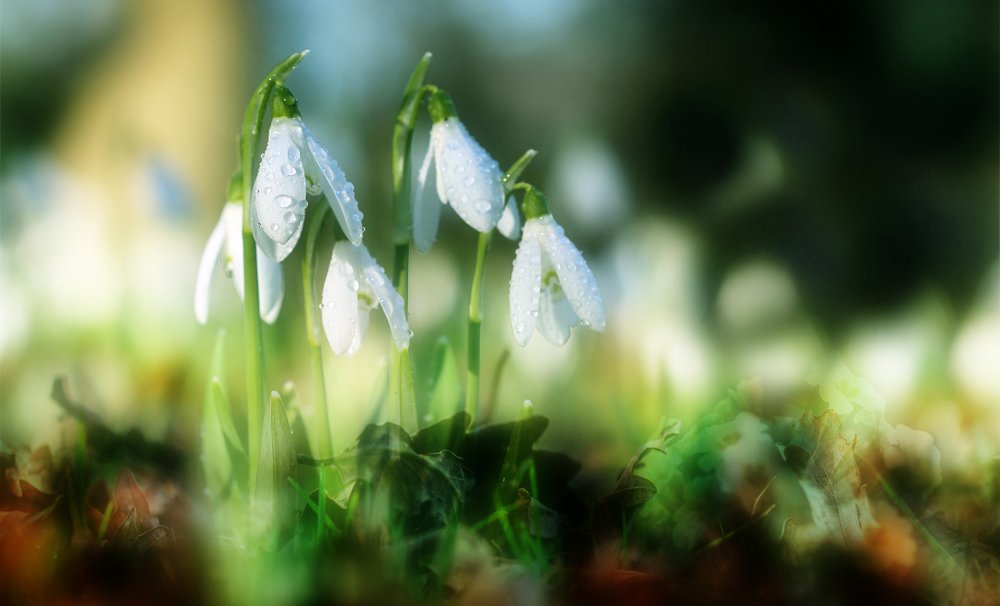 Весенний пейзаж