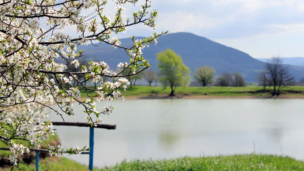 Деревья оживают весной