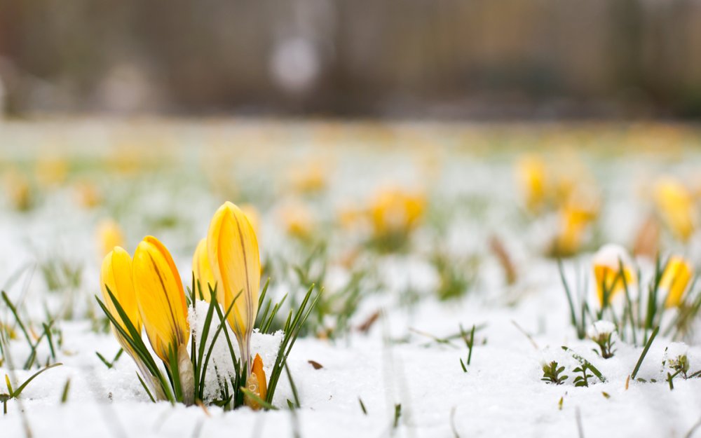 Март природа