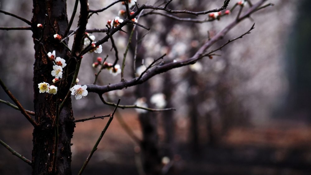 Зимний фон размытый