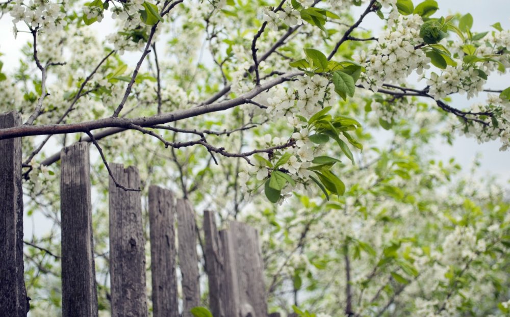 Цветущая яблоня