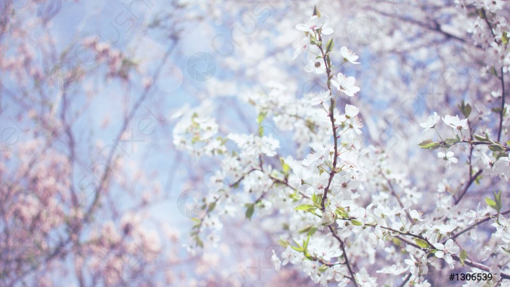 Весенние цветы