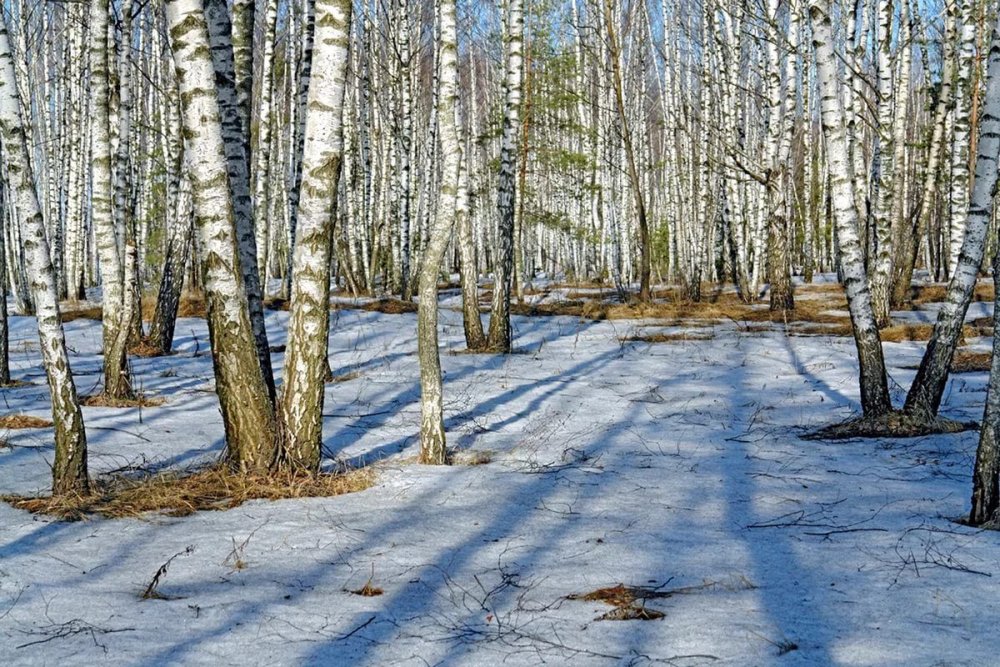 Ясная Поляна цветение яблонь