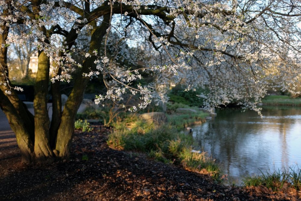 Красивый весенний фон
