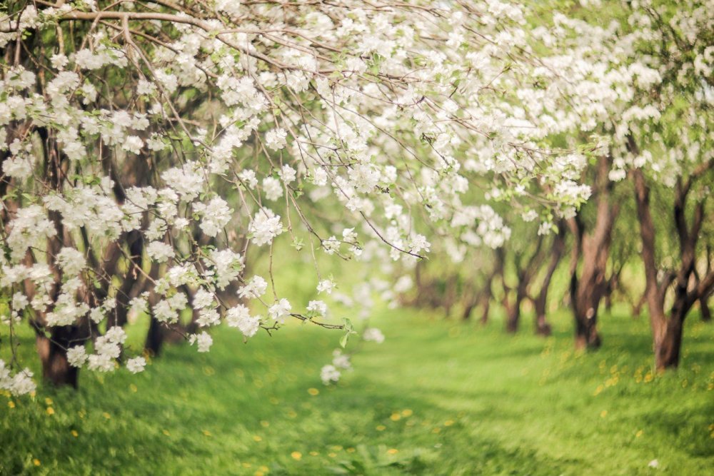 Ранняя Весна