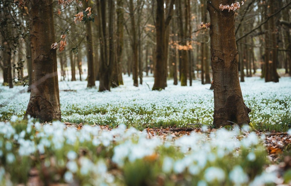 Яблоневый сад