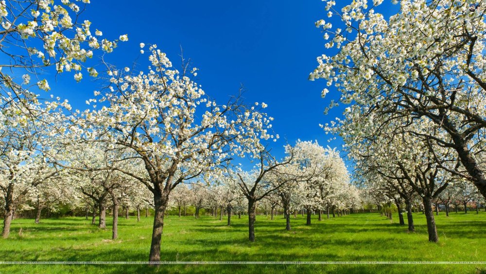 Птицы весной