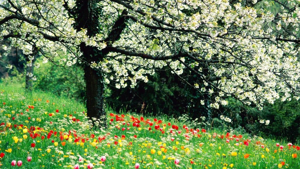 Весенний фон для рабочего стола