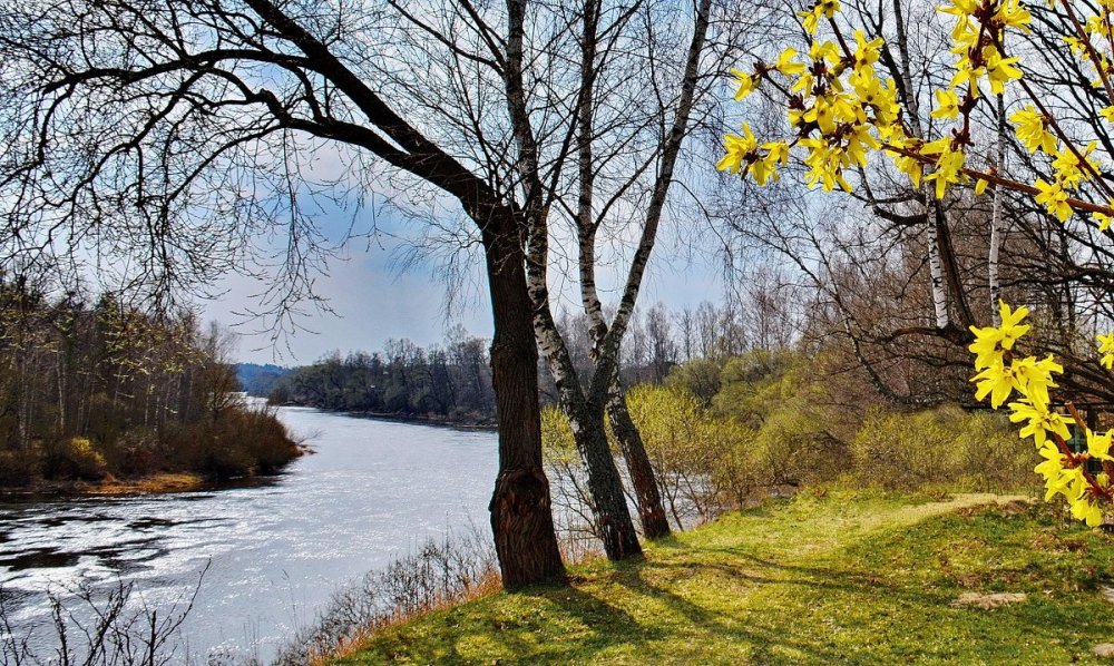 Парк Коломенское яблони цветут