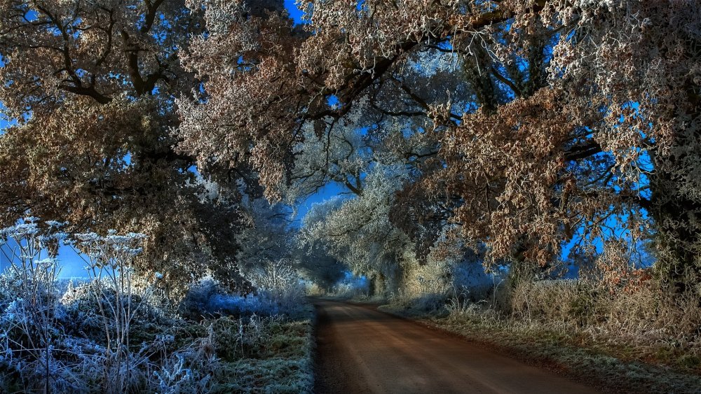 Японская белоглазка