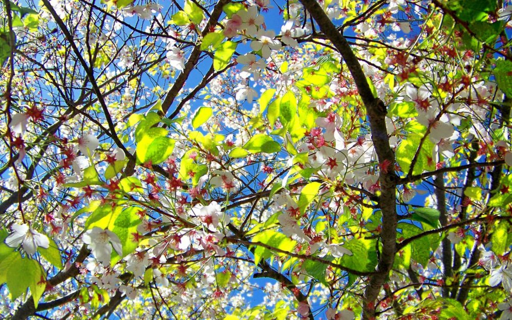 Сноу Флауэр