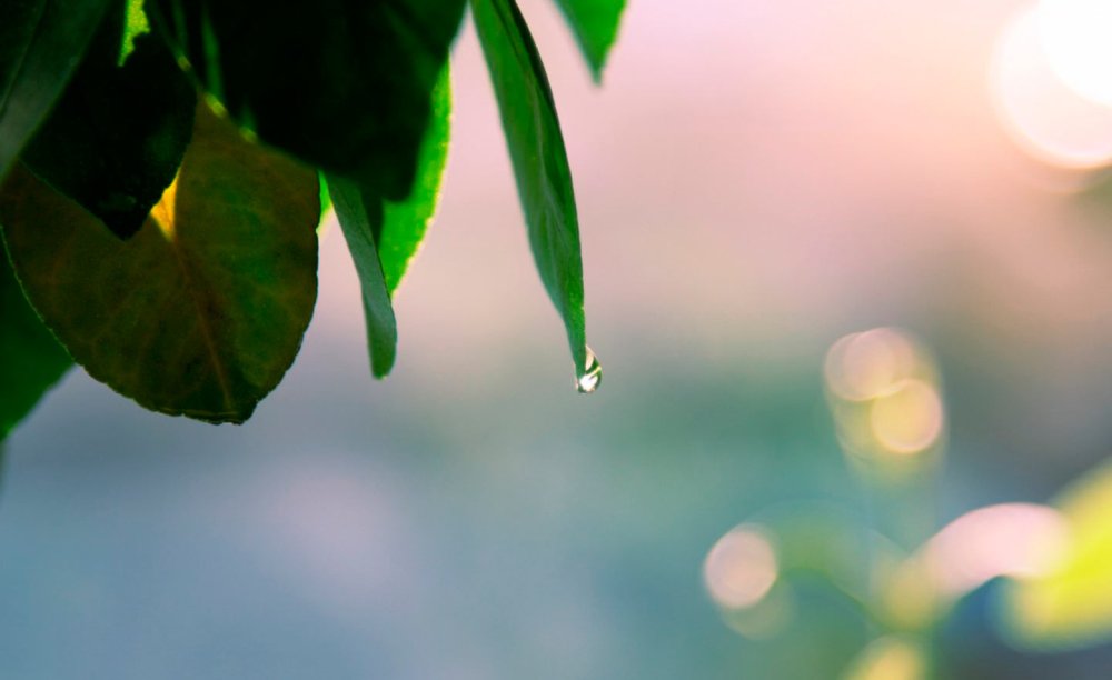 Первые листочки