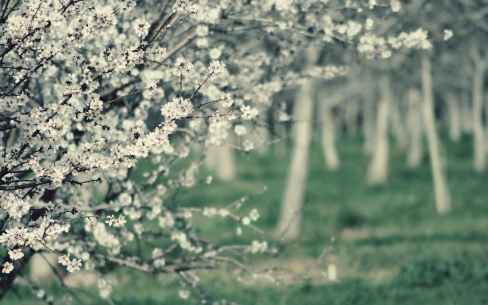 Цветущее дерево боке