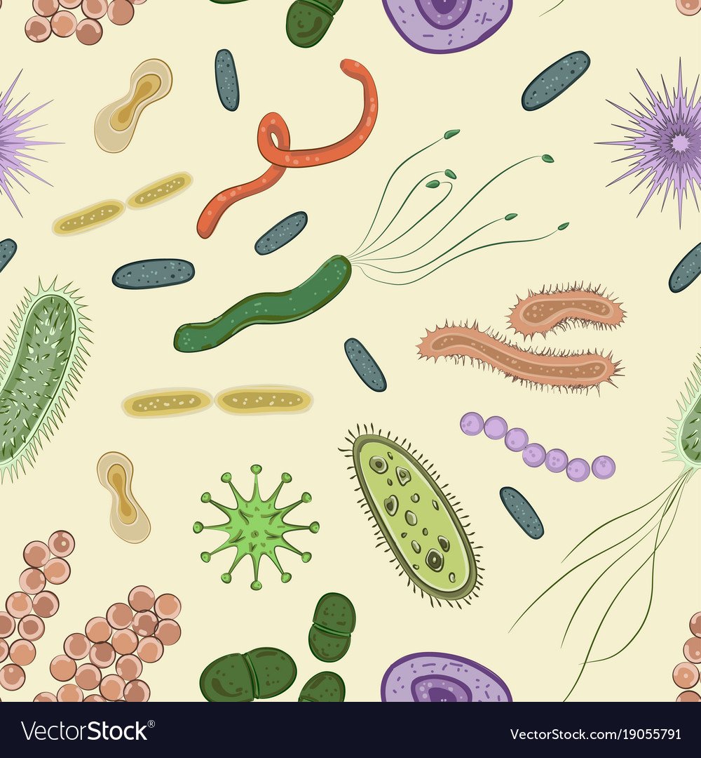 Царство бактерии бацилла