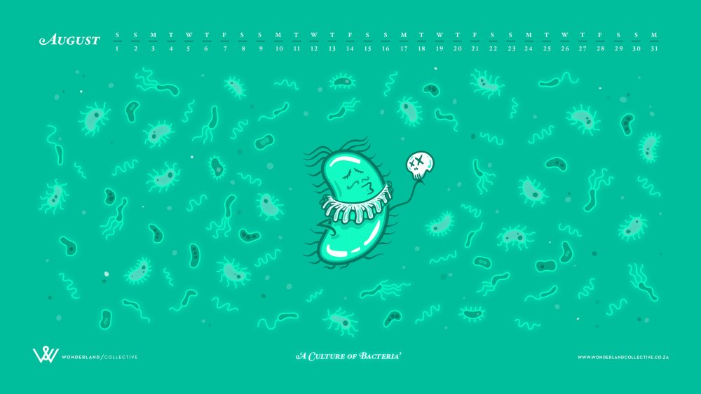 Бактерии презентация