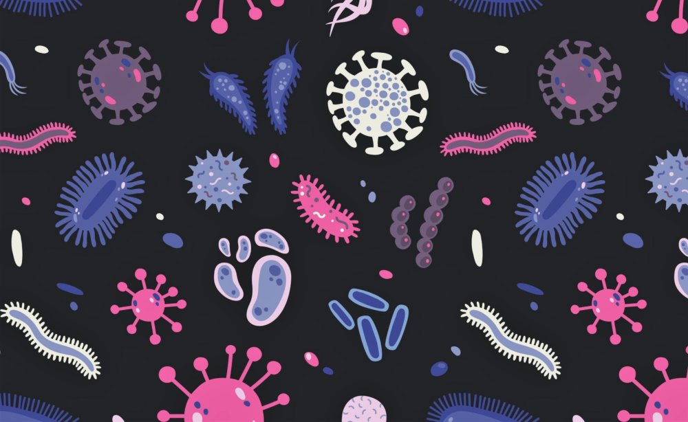 Спириллы бактерии