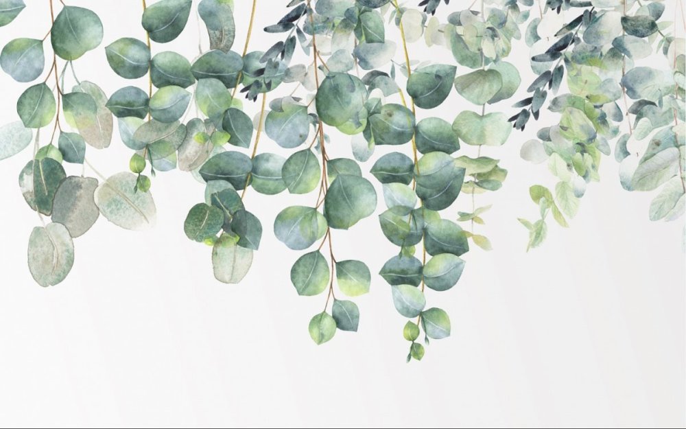 Акварельные листья эвкалипта