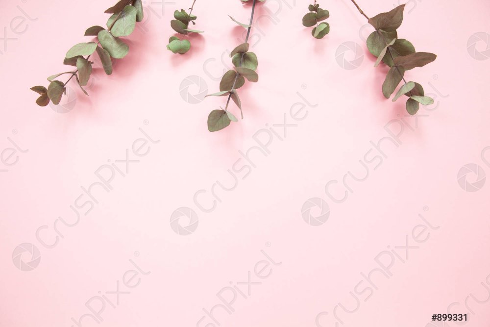 Фотообои с листьями эвкалипта