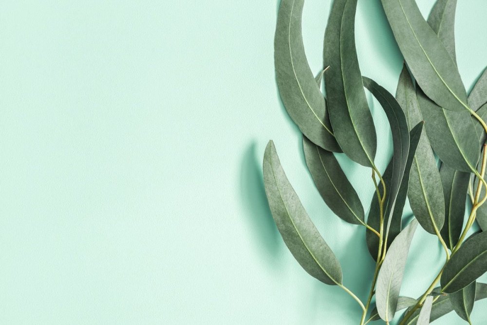 Эвкалипт Лучистый