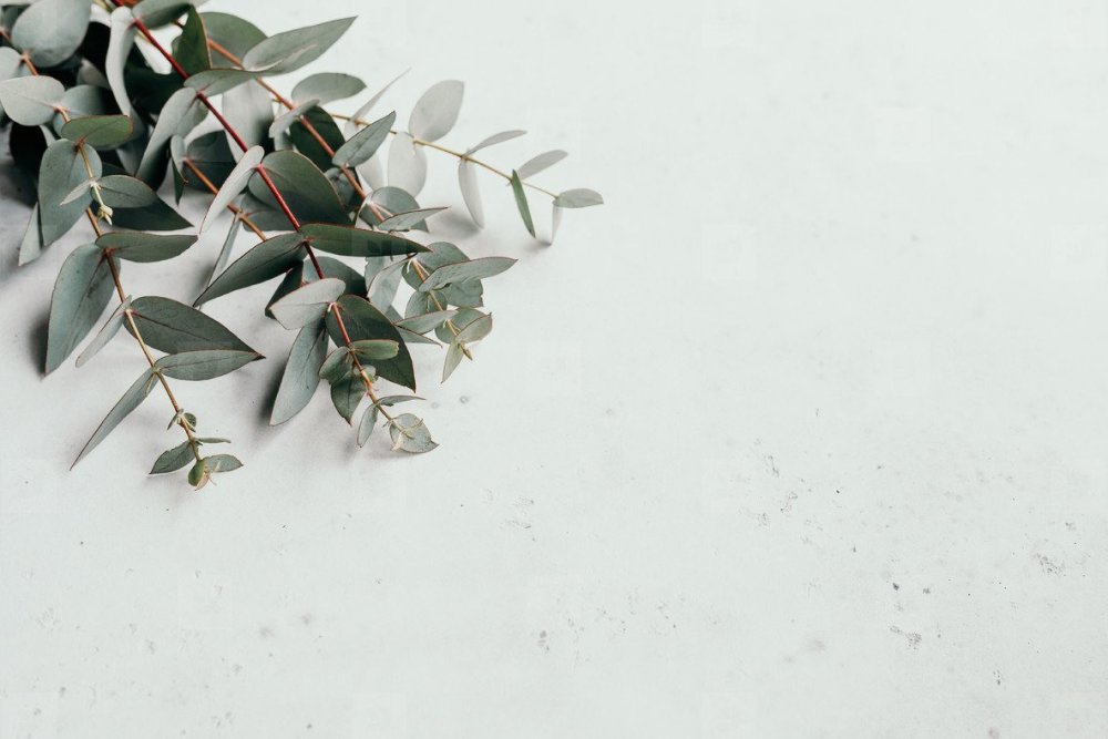 Эвкалипт Эстетика