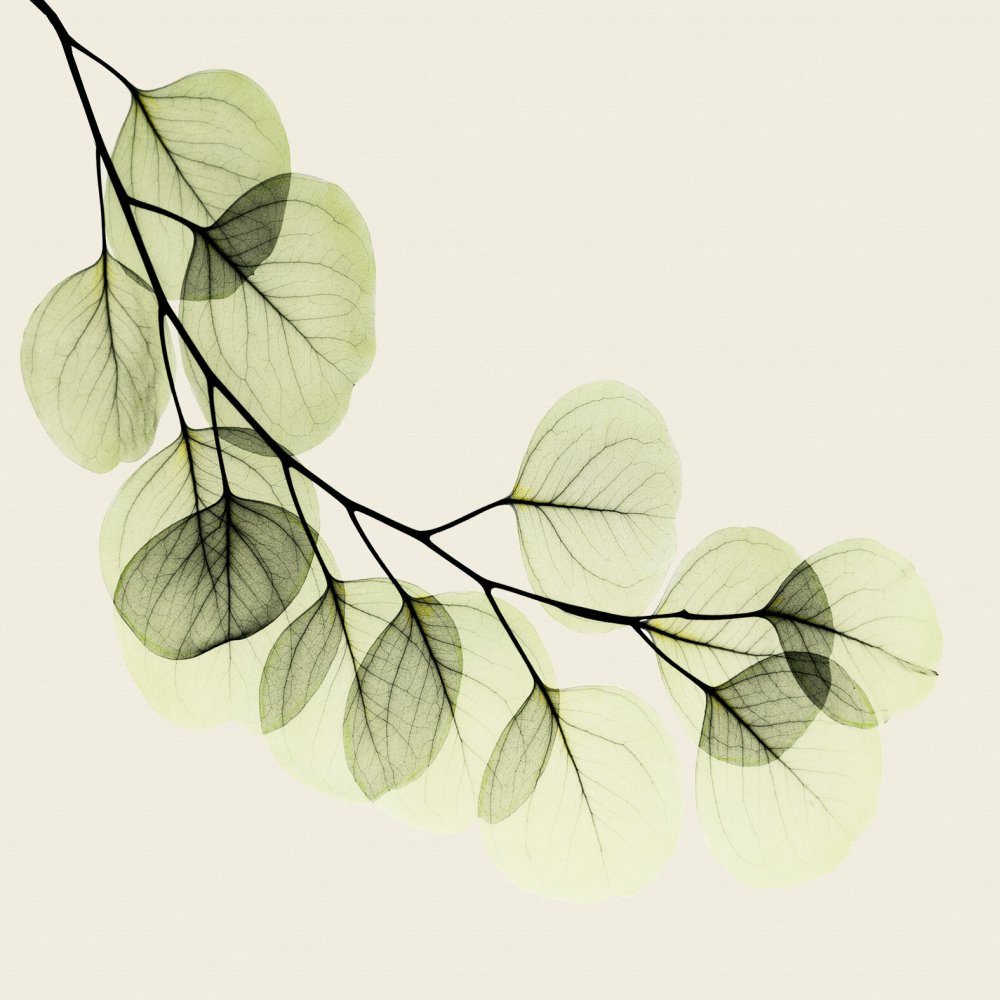 Акварельные веточки