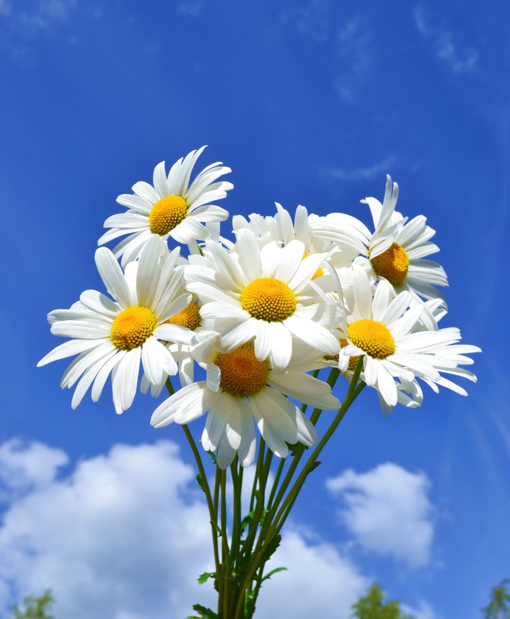 Красивые ромашки на рабочий стол