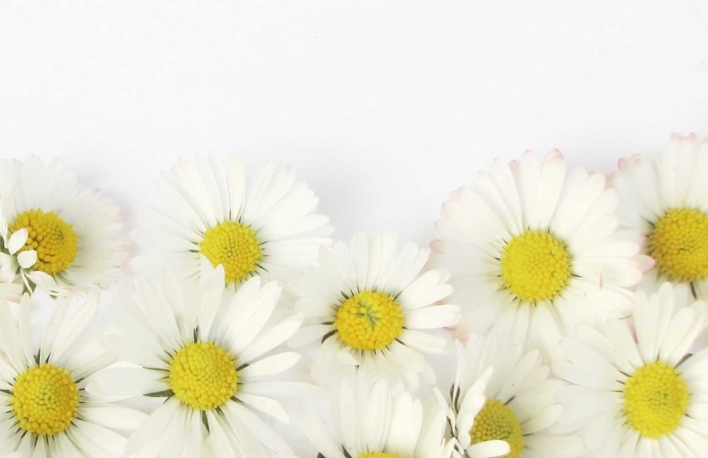 Символ дня семьи любви и верности