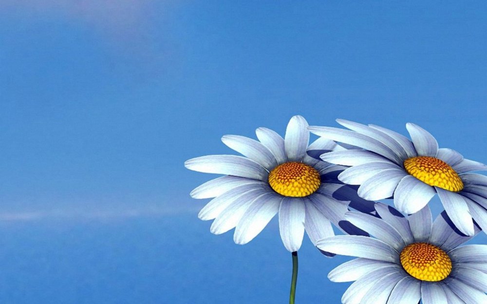 Ромашки на голубом фоне