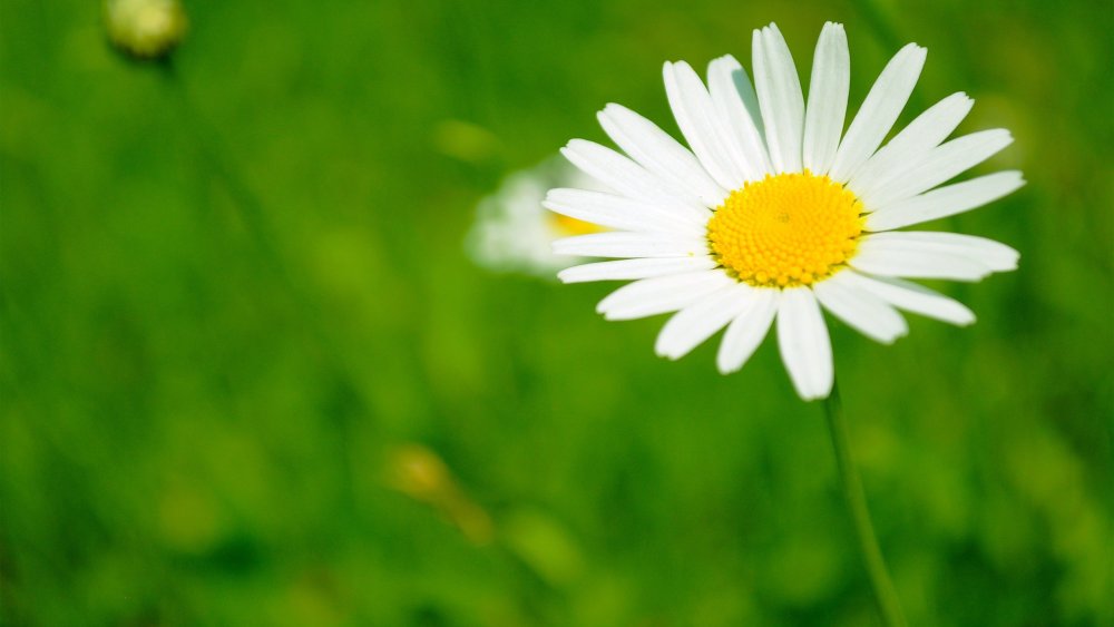 Высказывания о цветах