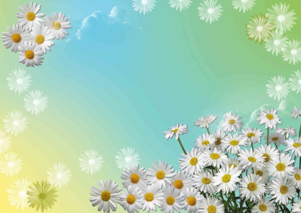Фон ромашки