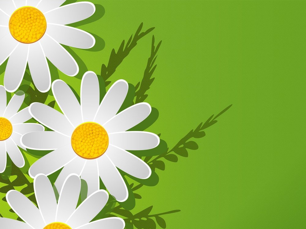 Красивый фон с ромашками