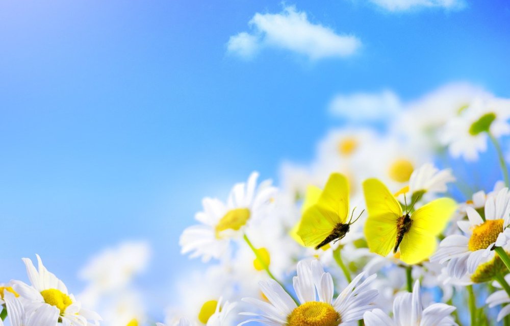 Живые цветы ромашки