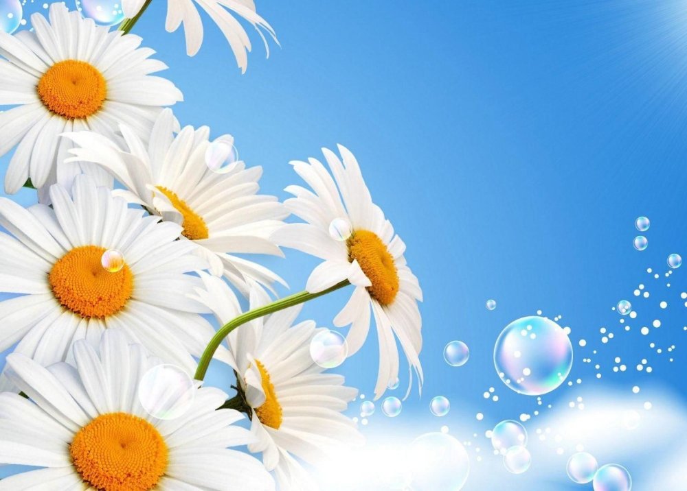 Фон ромашки для фотошопа