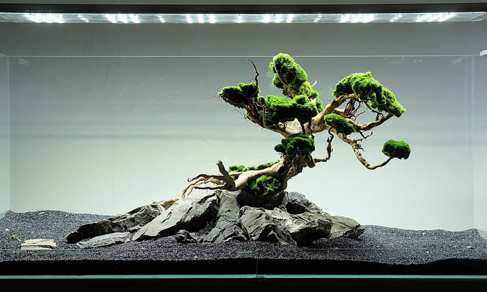 Нано акваскейп бонсай