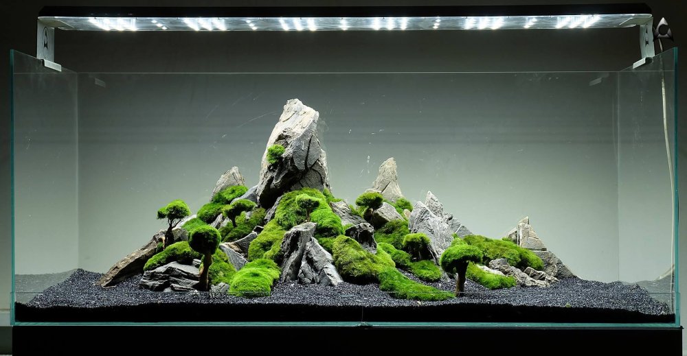 Акваскейп хардскейп