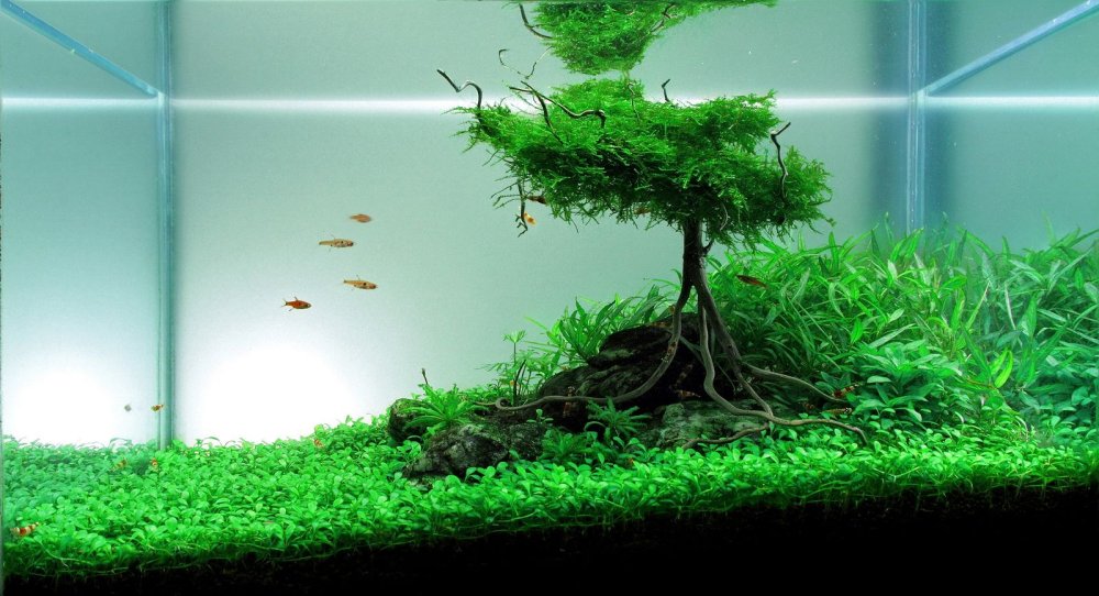 Марсилия акваскейп