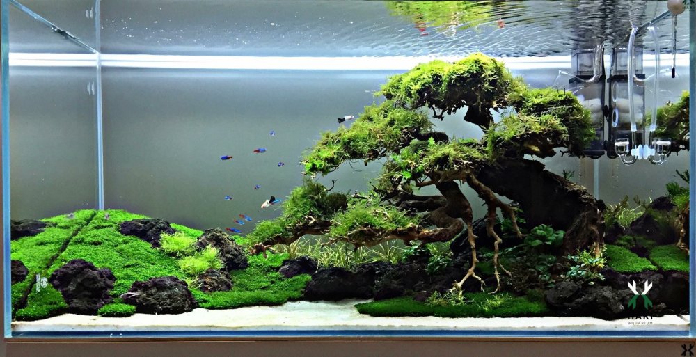 Акваскейп с корягами для начинающих