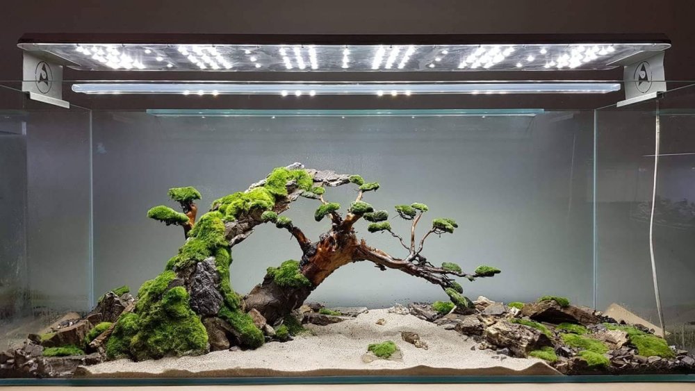 Акваскейп 2020