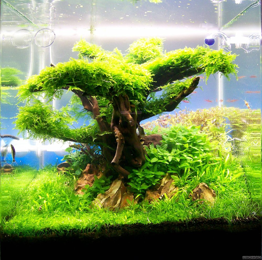 Акваскейп Атлантида