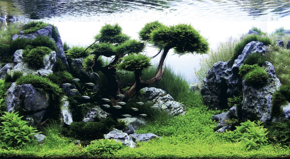 Такеши Амано аквариум