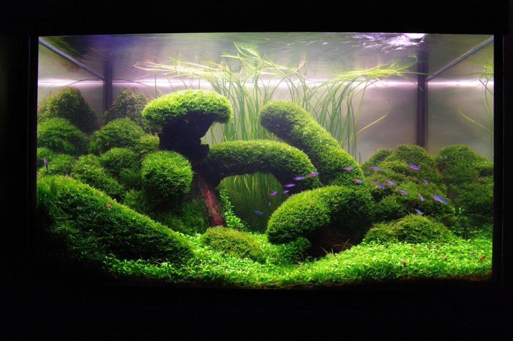 Акваскейп сказочный лес