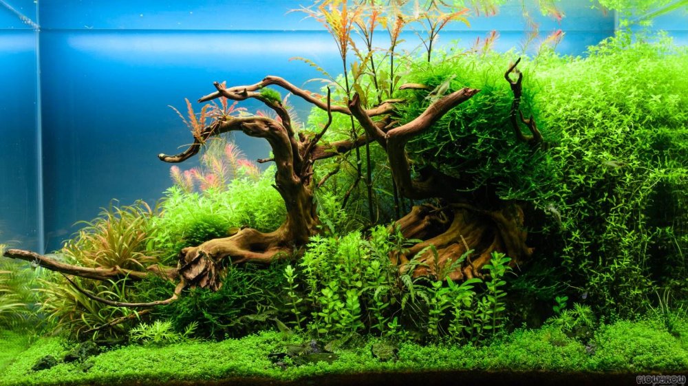 Акваскейпинг арт с рыбой