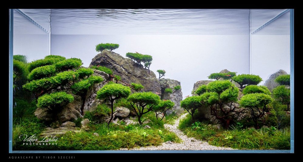 Акваскейп большой аквариум