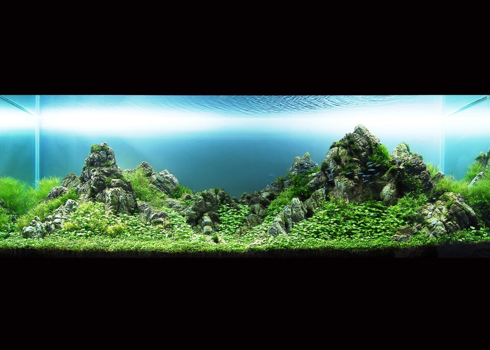 Акваскейп голландский