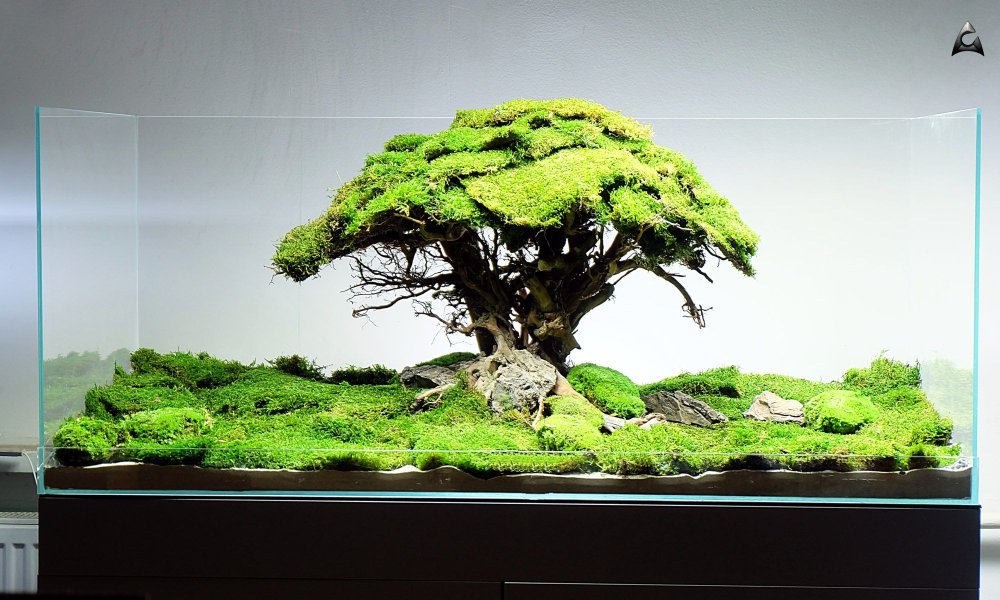 Акваскейп Призрачный лес