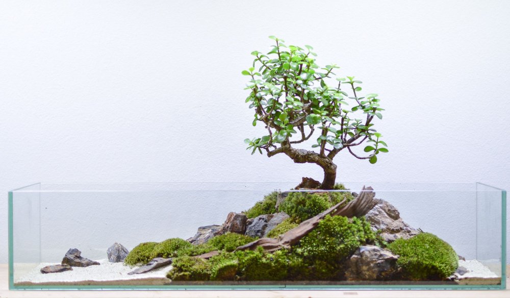 Хардскейп затопленный лес