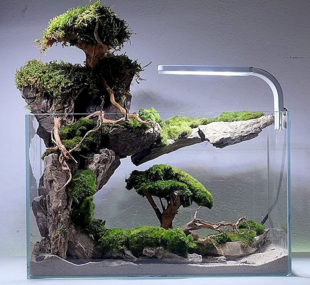 Акваскейп Призрачный лес