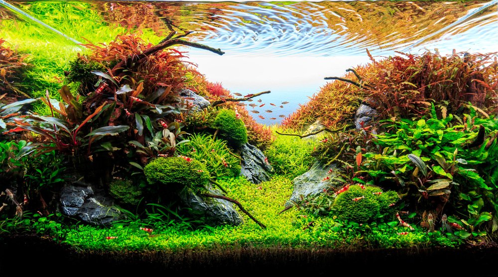 Акваскейп 2021