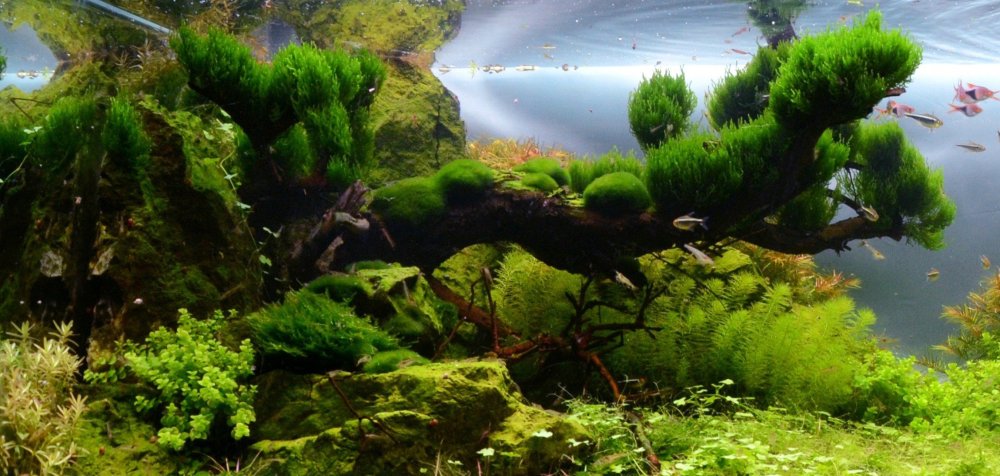 Мох Флейм акваскейп