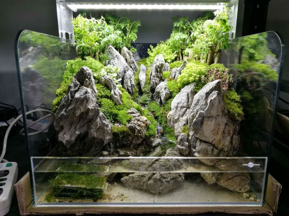 Аквариум акваскейп голландский